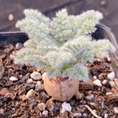 羽叶洋葵 帕威 卡美 文纳森 洋葵 pelargonium多肉植物稀有块根