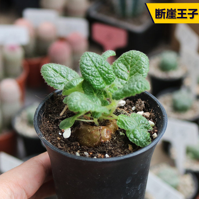 丁咔断崖王子多肉植物块根女王开花好看沙生植物
