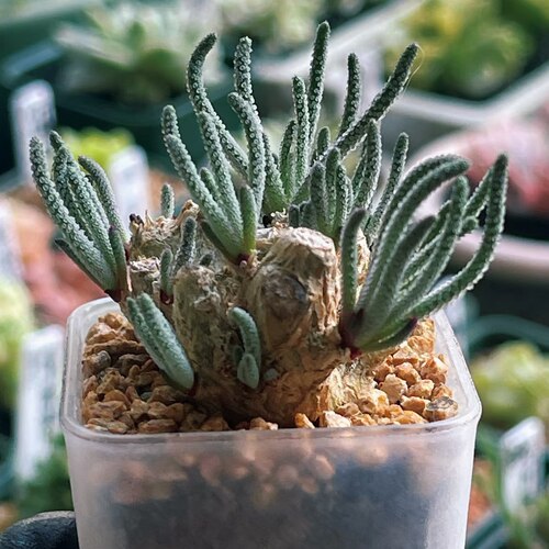 【丁咔】天赐块根多肉植物爱开花易成老桩品种植物盆栽好养
