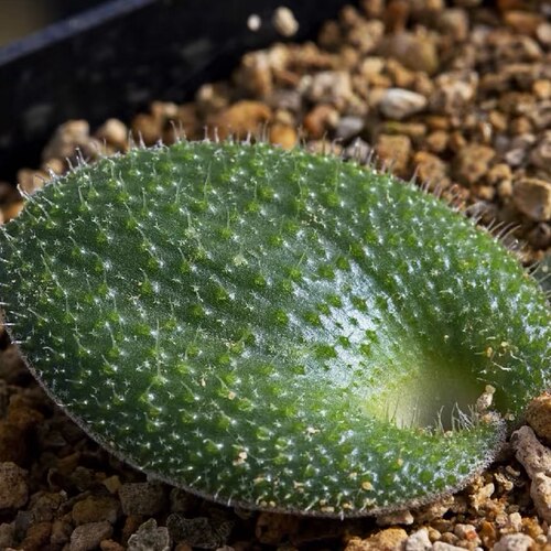 块根多肉植物刺叶立金花冬型种花卉绿植室内盆栽阳台窗台四季好养