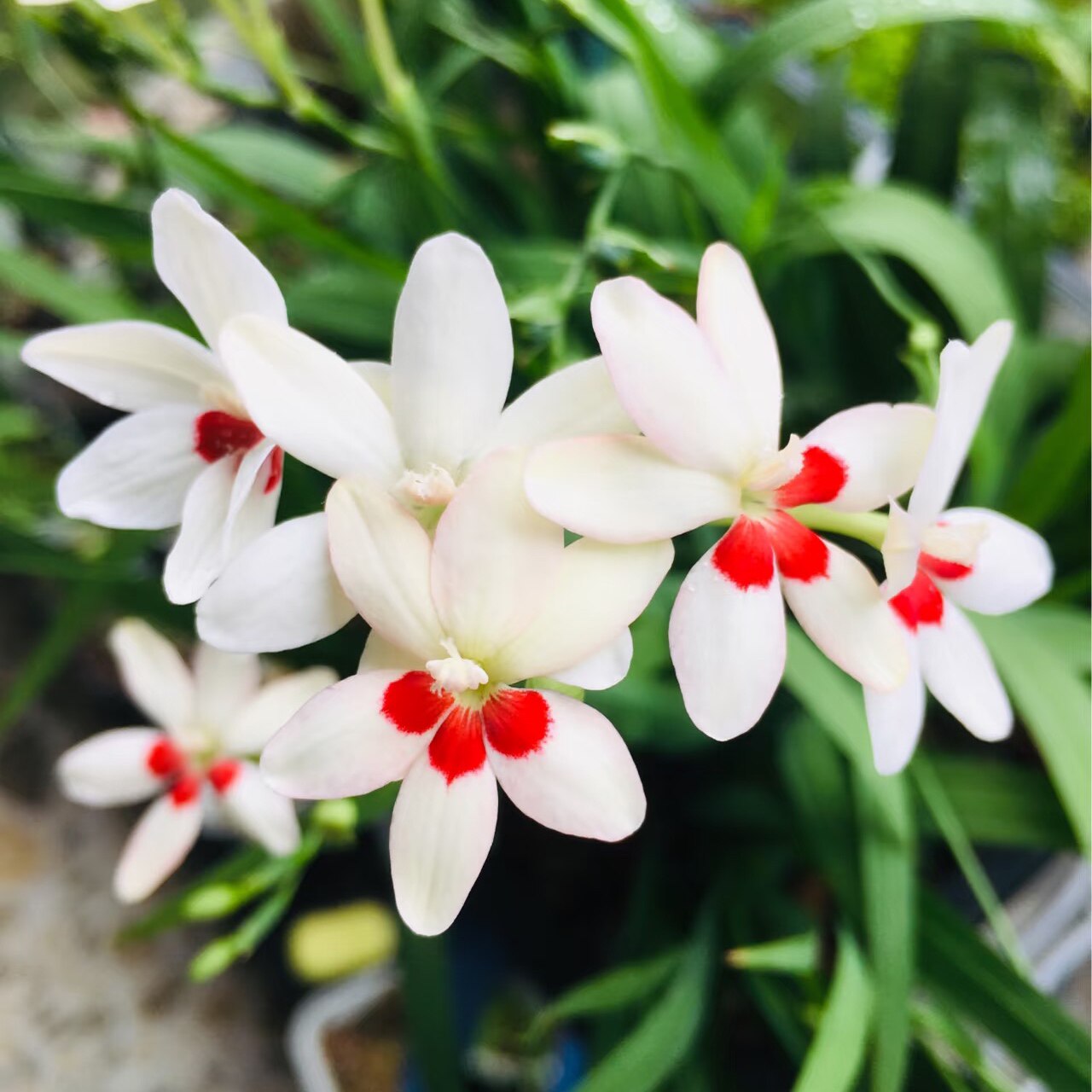 拉培疏白花红点多年生原生小苍兰秋植小球根植物好养清新美观