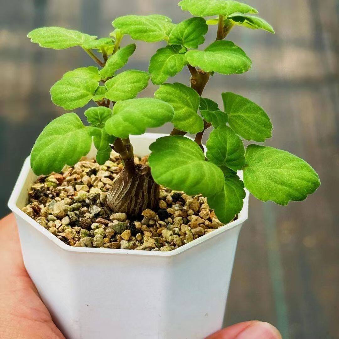 爱氏延命草四季植物跟块多肉植物室内阳台花卉绿植盆栽懒人好养