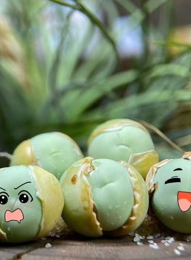 【鸽子蛋】多肉植物屁屁花番杏科