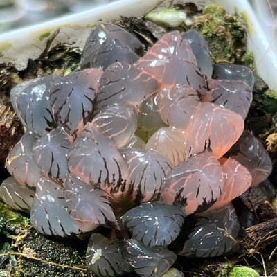 紫冰灯 十二卷属玉露多肉植物玉露适合室内阳台盆栽