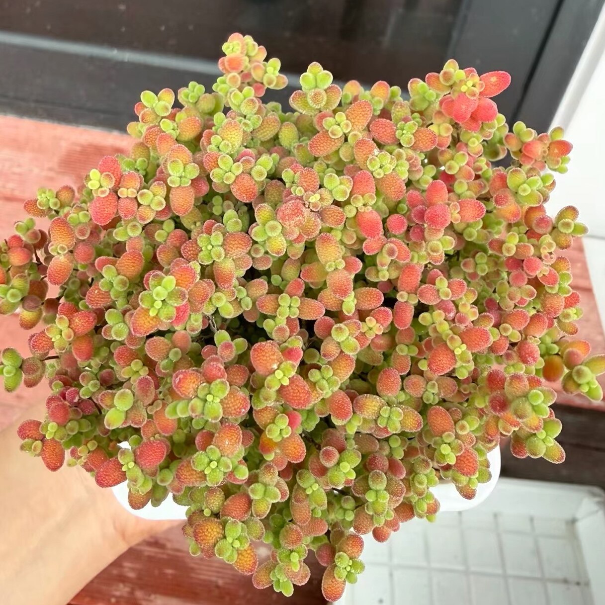 丁咔枝干番杏蜜桔多肉植物室内花卉老桩可爱趣味好养盆栽办公精品