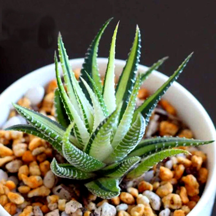 条纹十二卷锦 硬叶多肉植物好养花卉 室内阳台盆栽绿植耐旱肉肉