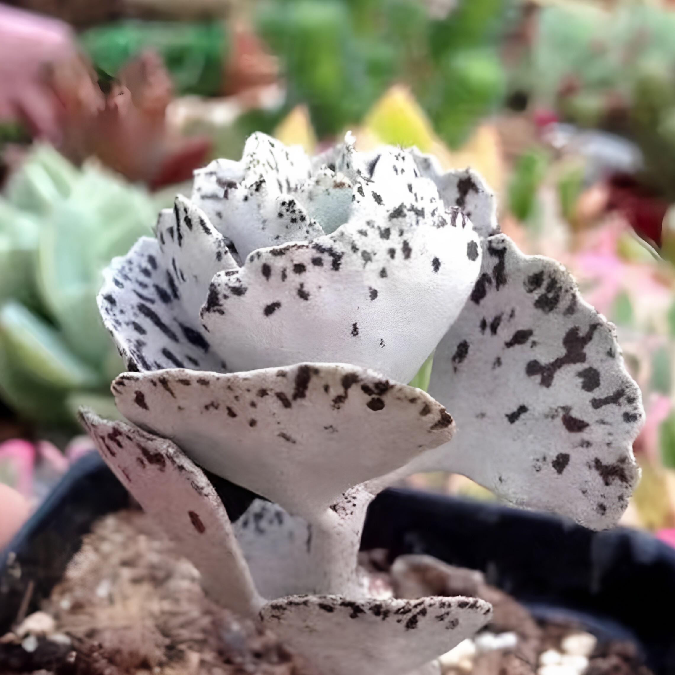 【丁咔】白雀扇景天科多肉植物像蝴蝶的翅膀黑雀扇趣味美观小盆栽