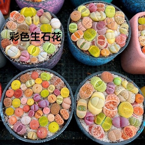 生石花多肉植物桌面盆栽pp屁股