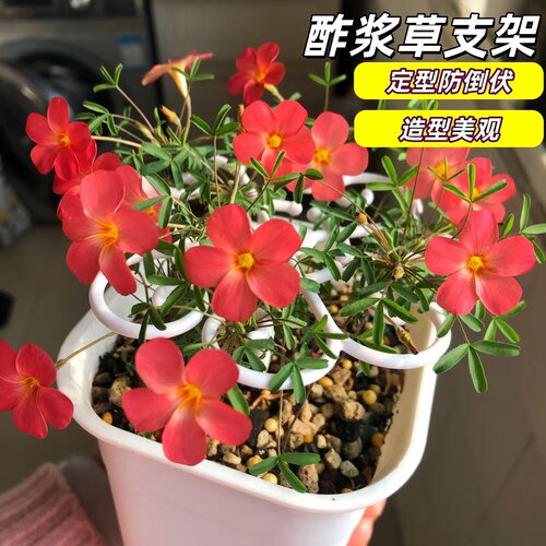 园艺固定支撑架酢浆草早花太阳花专用支架花架防倒伏造型园艺工具
