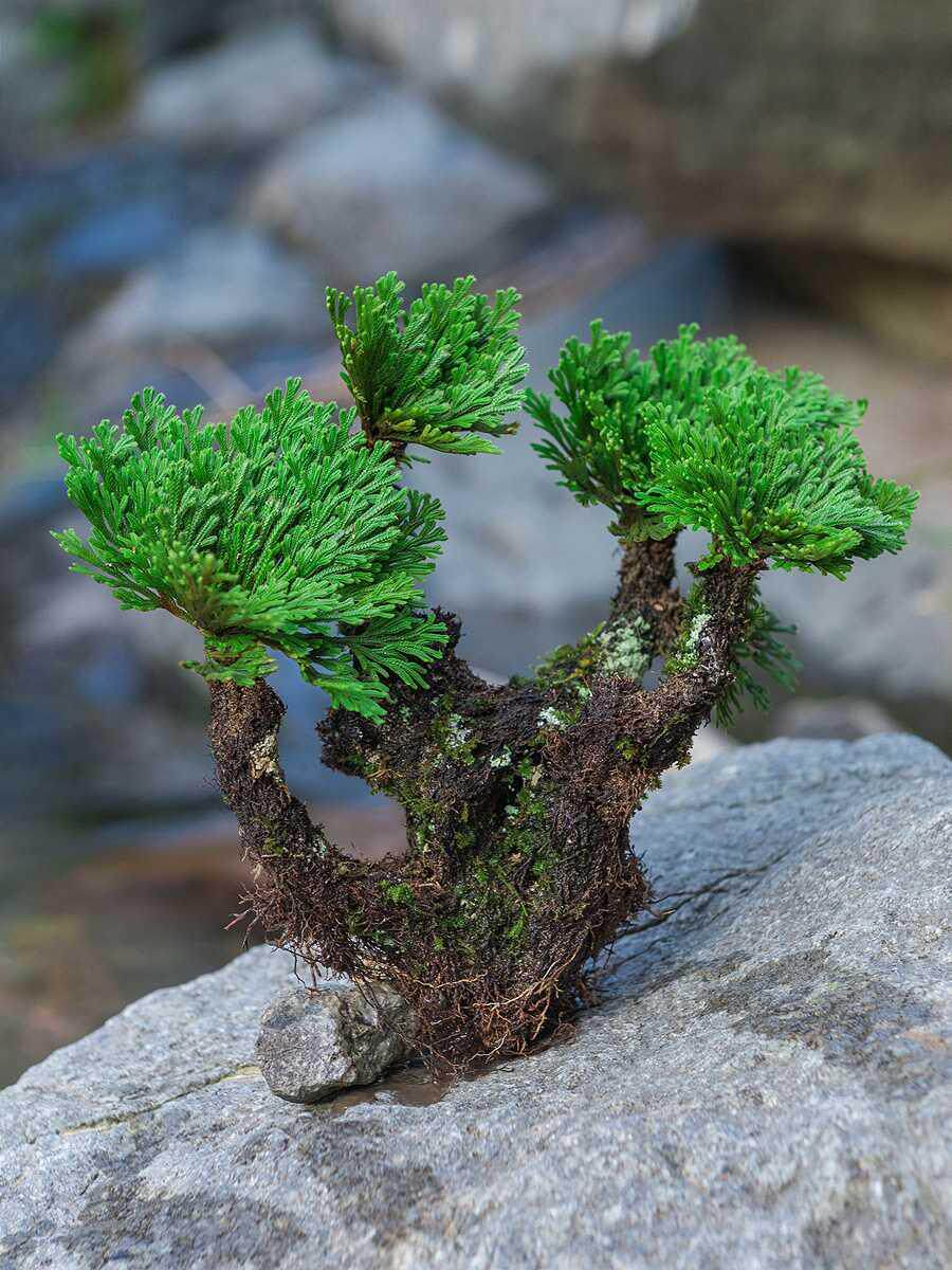 卷柏九死还魂草小盆景假山吸水石造景绿植物好养室内迷你盆栽