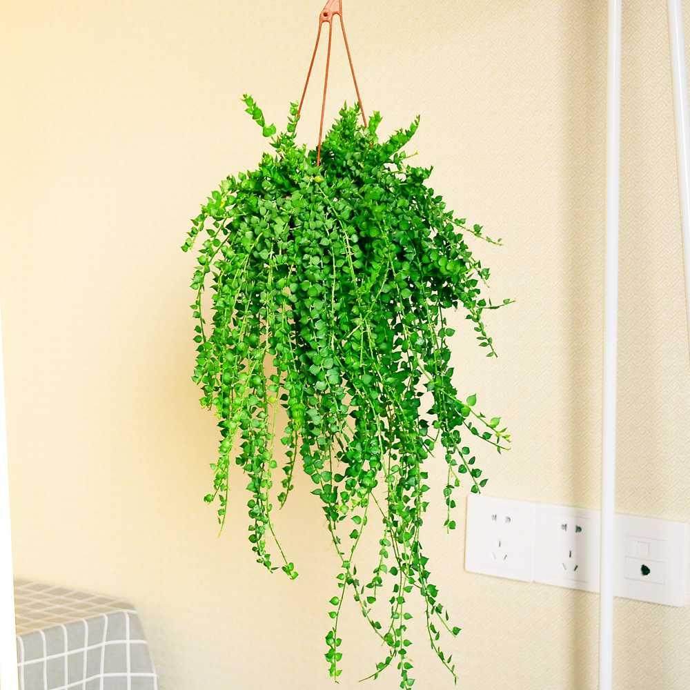 百万心吊兰盆栽多肉室内长藤垂吊情人泪耐阴好养植物四季长青绿植