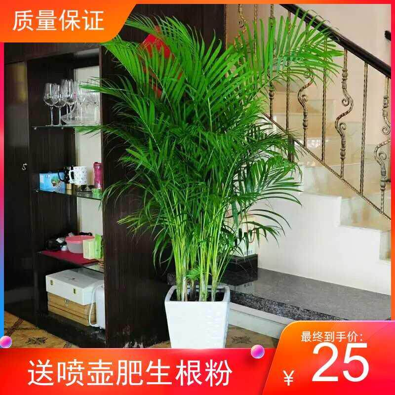 散尾葵凤尾竹室内客厅大型绿植盆栽椰子夏威夷花卉植物吸甲醛包邮