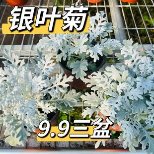 花棚直发银叶菊多年生草本花卉盆栽观叶植物庭院露台易养