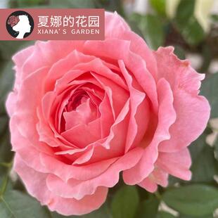 安菲索比克月季花苗大花勤花丰花耐热多季开花阳台盆栽可地栽灌木