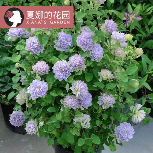 琉璃铁线莲大苗重瓣多季开花