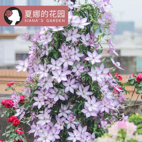 乌托邦铁线莲大苗攀爬植物耐热