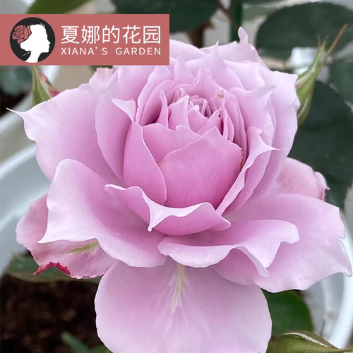 幻紫月季淡紫色灌木月季抗病耐热