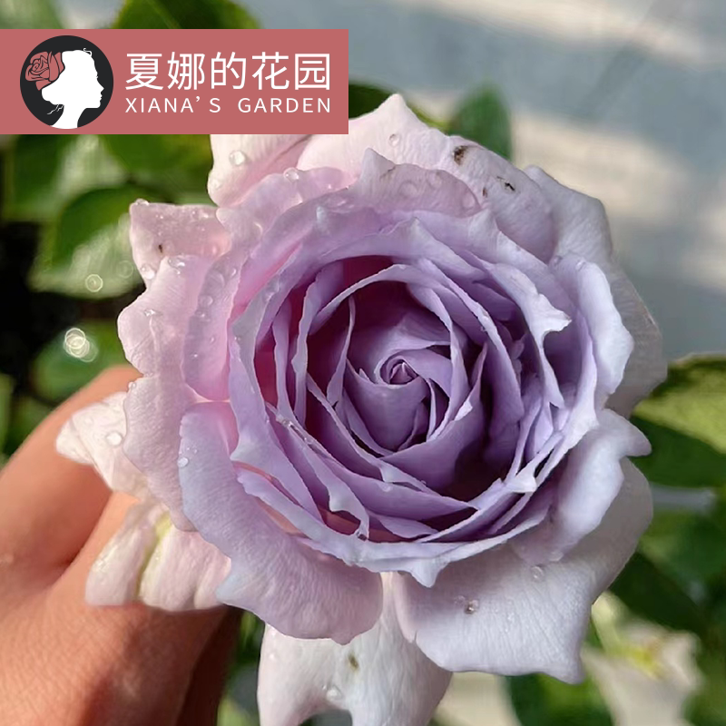 河本纯子光之天使路西法月季花苗四季开花阳台庭院盆栽浓香淡紫色