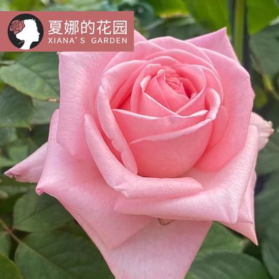 粉荔枝月季大花浓香多季开花