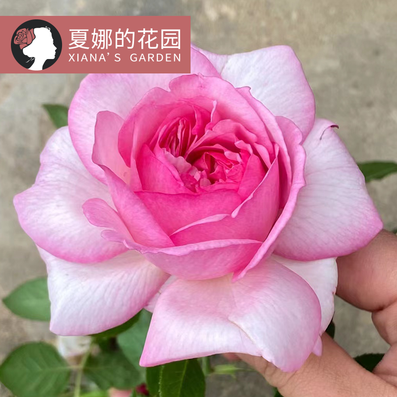 新浅樱桃月季花苗四季开花大花阳台盆...