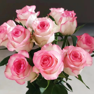 艾莎切花玫瑰花苗阳台盆栽多季开花直立灌木朱米莉亚庭院地栽月季