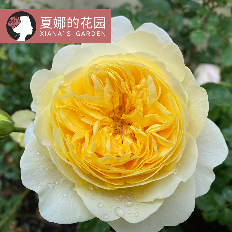 诗人的妻子月季多季开花浓香型阳台盆栽户外庭院地栽柠檬黄灌木