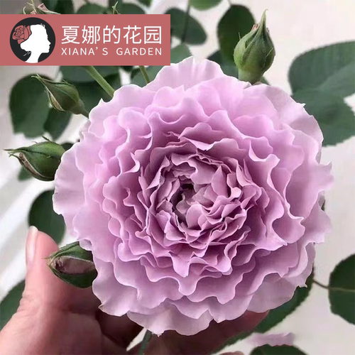 蜻蜓月季阳台盆栽户外庭院地栽四季开花丰花浓香紫色波浪边花苗-封面