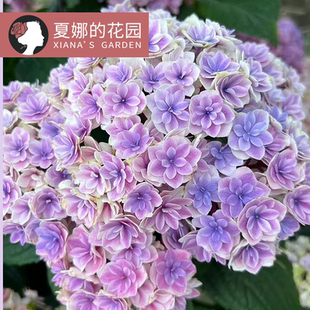 夏洛特公主绣球花苗重瓣绣球花阳台庭院盆栽地栽观花八仙花紫阳花