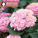 魔幻海洋大花绣球多年生木本植物阳台盆栽庭院地栽灌木直立耐开