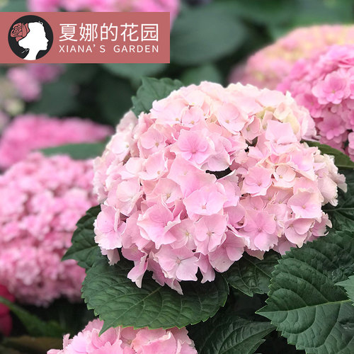 魔幻海洋大花绣球多年生木本植物