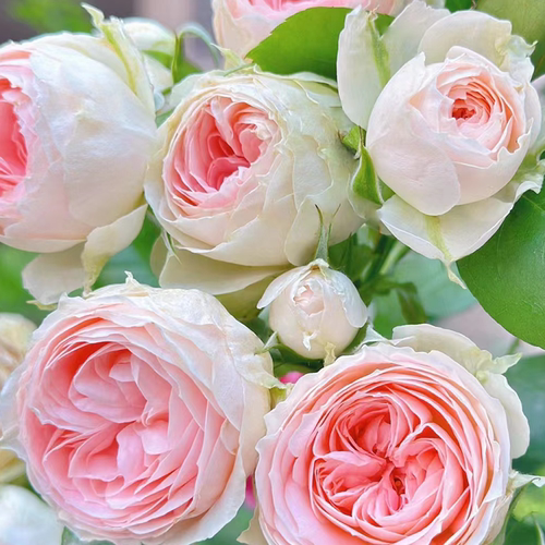 绒球门廊微型月季花苗多季开花