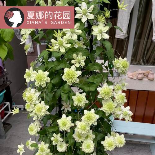 小绿/绿玉铁线莲爬藤花卉重瓣