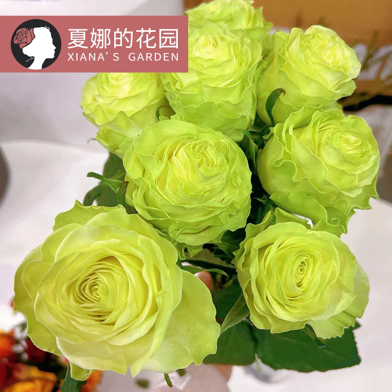 小乔月季花苗多季开花绿色切花玫瑰耐开直立灌木阳台盆栽庭院地栽