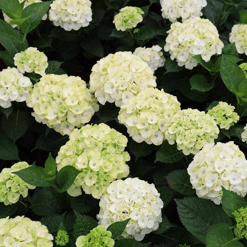 魔幻贵族大花绣球多年生灌木花园植物阳台盆栽庭院地栽绿色紫阳花