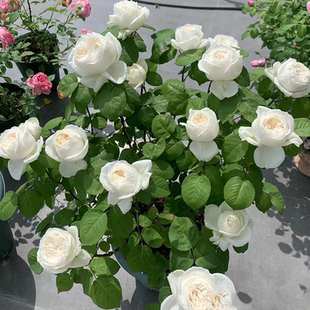伊芙婚礼之路月季花苗白色大花浓香包子灌木阳台盆栽户外庭院地栽