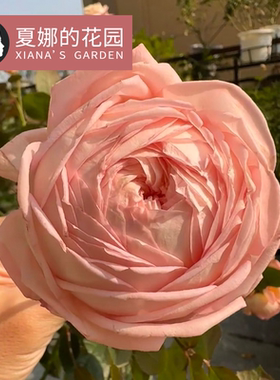 果酱月季花苗四季开花丰花多头