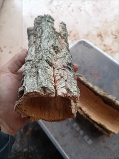 云南正品麻栎树橡碗柴栎树枝树皮原生态新鲜下单现采中药材