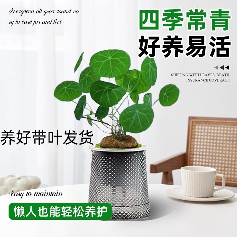 金不换山乌龟盆栽红藤圆叶爬藤水培植物观叶室内小绿植招财龟盆景