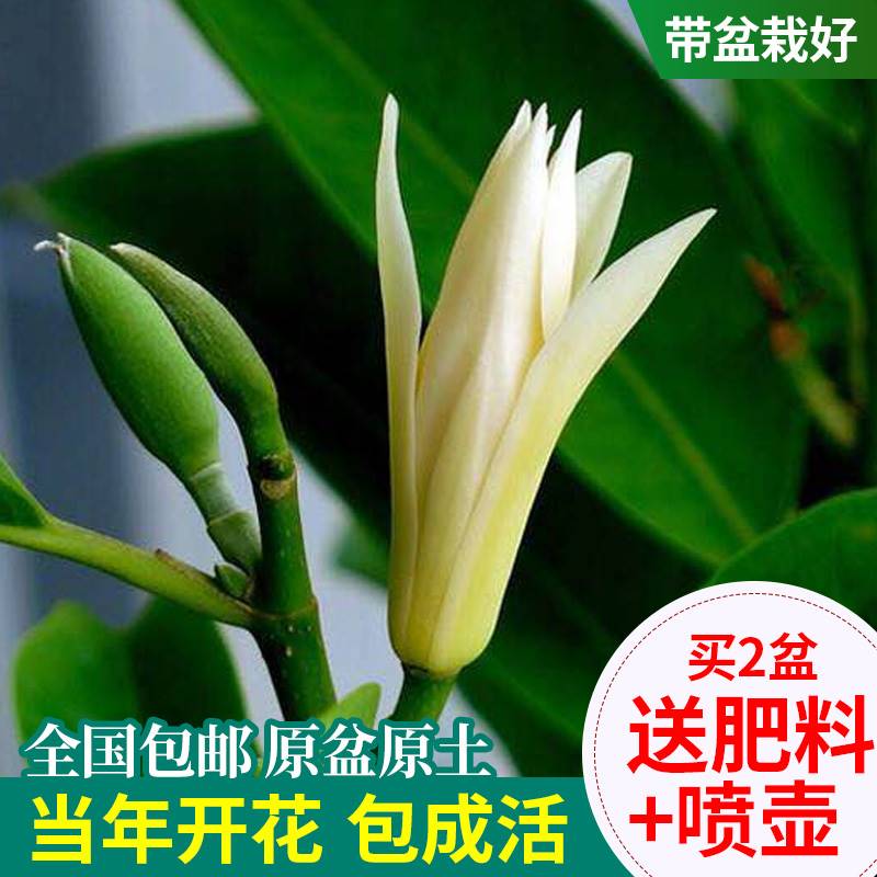 盆栽白兰花满庭苑四季图片