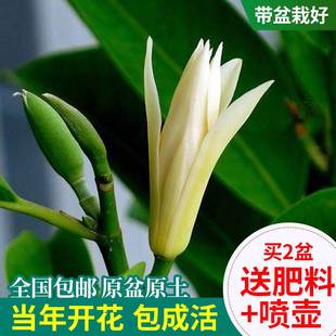 白兰花盆栽花卉四季黄角兰白玉兰花树苗浓香型老桩带花苞开花植物