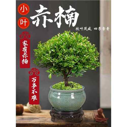 小叶赤楠老桩盆景苗植物花