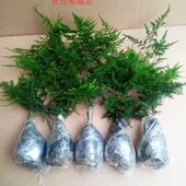 文竹苗绿植盆景四季 常青包活好养发财树绿萝室内外绿植花卉盆栽