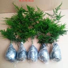 文竹苗绿植盆景四季常青包活好养发财树绿萝室内外绿植花卉盆栽