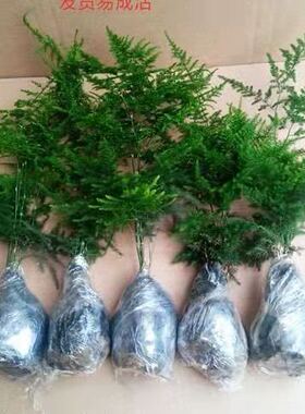 文竹苗绿植盆景四季常青包活好养发财树绿萝室内外绿植花卉盆栽