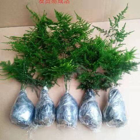 一盆文竹绿植花卉盆栽防辐射