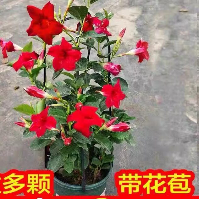 飘香藤盆栽花卉双喜藤花苗带花苞爬藤植物四季好养活绿植好易养活