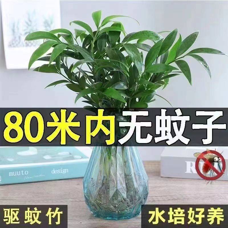 驱蚊竹水培竹柏水培植物富贵竹水养室内桌面绿植盆栽花卉四季常青