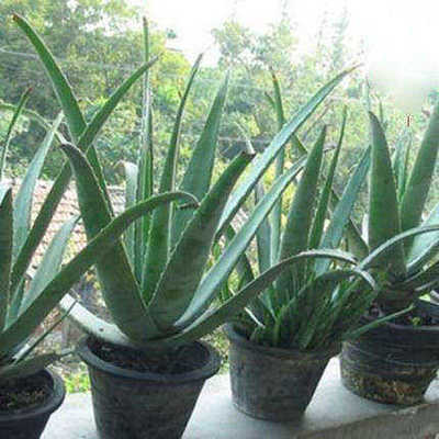 美国库拉索芦荟灌肤食用新鲜植物