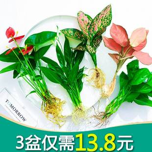 如意吉利万年红水培植物绿植室内水养绿萝花卉盆栽发财树富贵竹芋