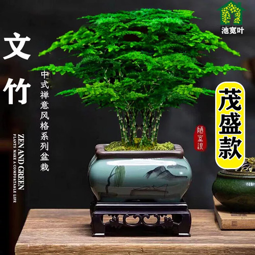 文竹盆栽造景客厅桌面水培绿植